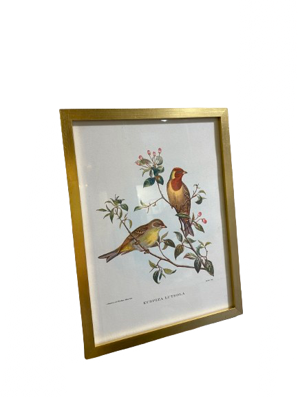 Illustration oiseau sous cadre doré
